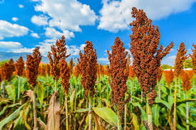 Image result for Sorghum bicolor