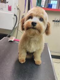 We did not find results for: Kela S Pet Styles Home Facebook