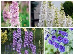 Annual Delphinium Flower Uk Best Flower Wallpaper