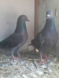 Pigeon {noun} id bersifat merpati {adjective} volume_up. Burung Merpati Photos Facebook