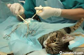 Kutu kucing merupakan jenis hewan pengganggu tanpa. Syarat Manfaat Dan Biaya Steril Kucing Jantan Dan Betinaa Peliharaan Di Rumah Bisa Gratis Lho Rumah123 Com