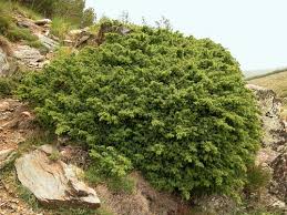 Image result for Juniperus