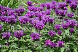 Compact And Early Flowering Monarda Balmy Purple Bee Balm Is A Clump Forming Perennial Which Produces Bright Purple Perennials Flowers Perennials Bee Balm