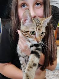 Mad Cats and More added a new photo.