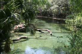 Experience the cool, clear water of the largest blue spring park and the surrounding area feature walks in the natural beauty of rural florida. Florida Memory Scenic View Of Blue Springs At The State Park In Orange City