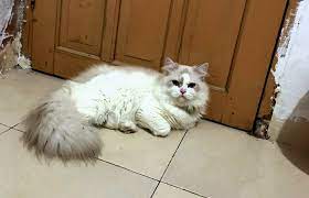 Halo sahabat pecinta kucing, kalau kemarin kita sudah membahas mengenai makanan yang cocok untuk kucing persia dan juga kucing anggora. Kasihan Kucing Lucu Berkalung Hijau Hilang Ada Yang Tahu Bonepos Com Informasi Berita Terkini Sulsel