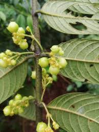 Image result for Pauridiantha