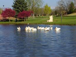 Rabbit Information City And County Of Broomfield Official Website In 2020 State Parks Nature Museum How To Trim Bushes