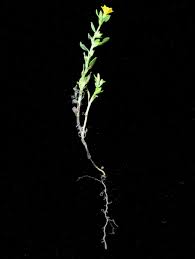 Image result for Euploca katangensis