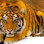 تحميل أحلى صور النمر صور نمر بري pet tiger tiger pictures cat wallpaper