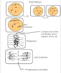 This type of cell division is good for basic growth, repair, and maintenance. Cell Division
