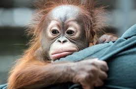 Pe_ha45 has uploaded 5942 photos to flickr. Orang Utan Baby Im Zoo Krefeld Verstossener Hujan Muss Von Hand Aufgezogen Werden Panorama Stuttgarter Zeitung