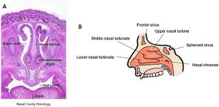 Medial wall of nasal cavi… Evaluation Of Intranasal Delivery Route Of Drug Administration For Brain Targeting Sciencedirect