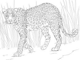 Push pack to pdf button and download pdf coloring book for free. African Leopard Coloring Page Free Printable Coloring Pages African Leopard Leopard Drawing Coloring Pictures