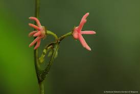 Image result for Artabotrys likimensis