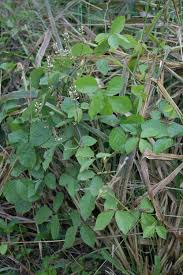 Image result for Neonotonia wightii