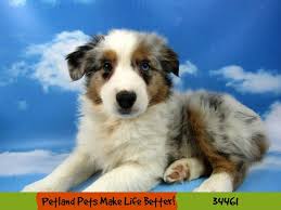 Find mini australian shepherd dogs and puppies from new mexico breeders. Mini Australian Shepherd Dog Female Blue Merle 2628708 Petland Rockford