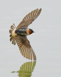 Birds That Make Mud Nests Under Bridges Cliff Swallow Pet Birds Birds Bird