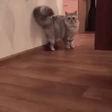 The Tail Has A Mind Of Its Own Cats Cat Gif Cute Animals