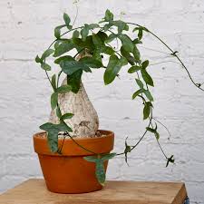 Image result for Adenia panduriformis