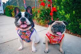Check out our female dog collar with flower selection for the very best in unique or custom, handmade pieces from our shops. Christmas Plaid Dog Collar Flower Girl Puppy Dog Collar Etsy Holiday Dog Collar Plaid Dog Collars Christmas Dog Collar