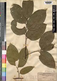 Image result for Celtis zenkeri