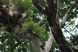 Image result for Polystachya lindblomii