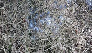 We can keep this section short and sweet: Spanish Moss Grow And Care For Tillandsia Usneoides Epic Gardening