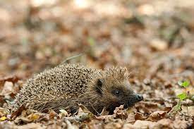 egel natuurpunt