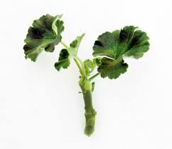 Image result for cuttings of geraniums