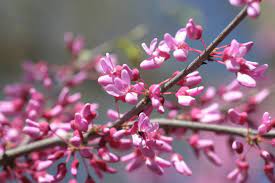 Redbud Cercis Betrayal Flower Dictionary Language Of Flowers Plants