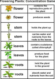 Edwayz Flowering Plants Parts Of A Plant Plant Lessons Plant Science