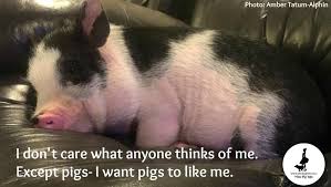 Just For Fun Pig Pictures And Meme S Mini Pig Info Pig Pig Memes Pot Belly Pigs