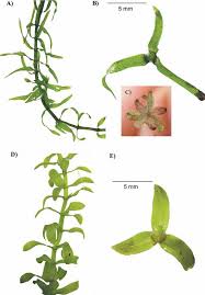 Image result for Elodea