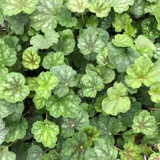 Image result for heuchera americana