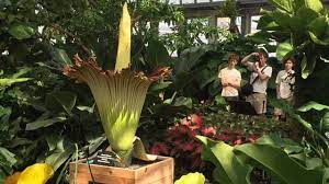 New Corpse Flower In Bloom At Garfield Park Conservatory Cbs Chicago