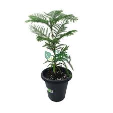 Image result for Araucaria cunninghamii