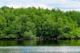 Hutan bakau kedua terbesar di dunia. Surabaya Akan Memiliki Kebun Raya Mangrove Terbesar Di Dunia Ekonomi Bisnis Com
