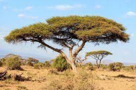 Image result for Combretum holstii