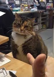 Kucing adalah hewan yang lucu dan menggemaskan. 280 Ide Kucing Lucu Kucing Lucu Kucing Anak Kucing Lucu