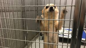 Suggestion & comment box special thanks to our sponsors, purina, chewy, and petbasics, Holiday Giving Jacksonville Animal Shelter Waiving Adoption Fee With Donation Of Canned Foods Cbs19 Tv