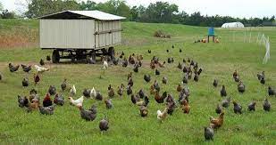 Joel Salatin Egg Mobile Bing Images Pastured Poultry Chicken House Natural Poultry