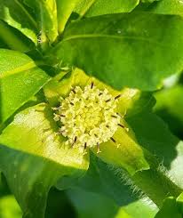 Image result for Enydra