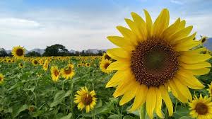 Selain sebagai taman dan dekorasi, semua bagian dari bunga matahari yaitu minyak dan bijinya memiliki manfaat untuk kesehatan karena mengandung vitamin dan nutrisi alami. Vocket Bunga Matahari Sedang Berkembang Mekar Di Thailand ÙÙŠØ³Ø¨ÙˆÙƒ