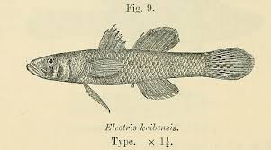 Image result for Cribbia