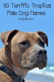 You'll find that some of these names are cute and more traditional like brownie or pepper, while others are more funny food dog names like pickles. 100 Tropical Dog Names For Male Female Pups Dog Names Best Dog Names Dogs