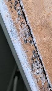 Image result for bed bugs eggs