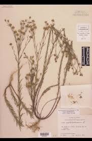 Image result for Linaceae