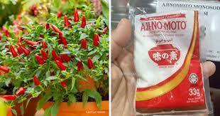 Ajinomoto group's discovery of umami is at the foundation of our global story. Cara Buat Baja Ajinomoto Rahsia Petani Thailand Guna Telur Dengan Air Kelapa Buat Pokok Berbuah Cepat Dan Lebat Semuanya Jdt Salam Tuan Puan Peminat Tanaman Dan Pokok Bunga Cara Buat