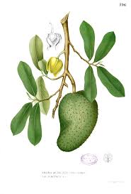 Durian belanda atau nama saintifiknya annona muricata l. Sirsak Wikipedia Bahasa Indonesia Ensiklopedia Bebas